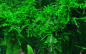 Preview: Vesicularia ferriei 'Weeping' - Weeping Moos / Trauermoos / Trauerweidenmoos 1-2-Grow!